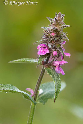 Stachys palustris (Sumpf-Ziest), 28.7.2019