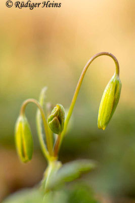 Gagea lutea (Wald-Gelbstern), 13.4.2024