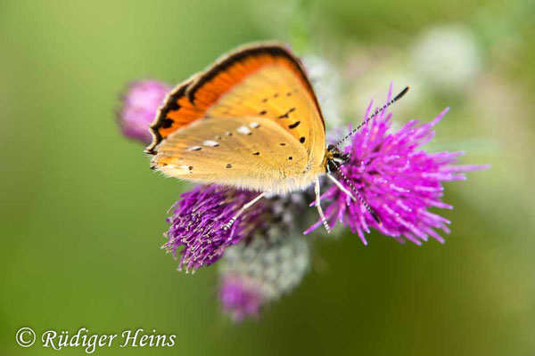 Lycaena dispar (Großer Feuerfalter), 10.7.2019