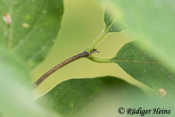 Lonicera xylosteum (Rote Heckenkirsche), 18.7.2022