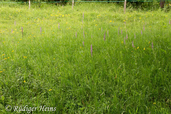 Gymnadenia conopsea Habitat (Mücken-Händelwurz), 14.6.2016