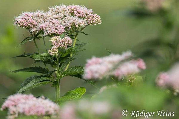 Eupatorium cannabinum (Gewöhnlicher Wasserdost), 15.7.2025