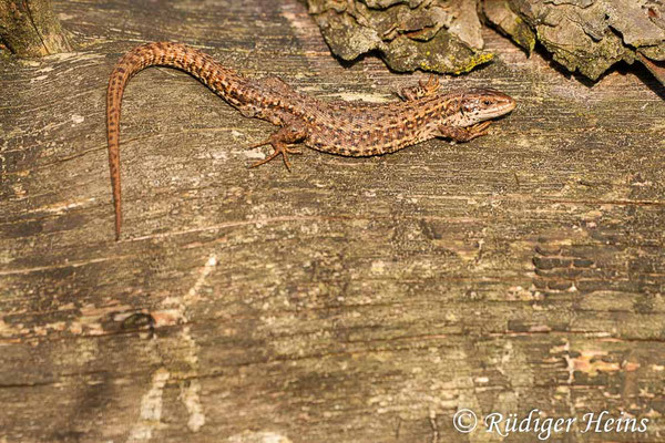 Zootoca vivipara (Waldeidechse)
