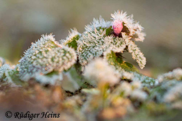 Lamium purpureum (Purpurrote Taubnessel), 28.2.2016