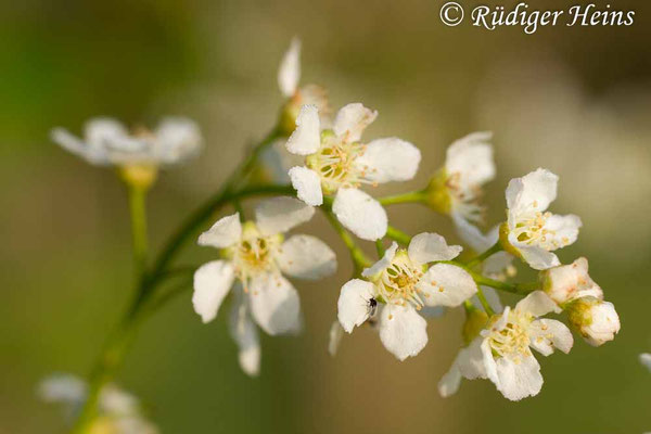 Prunus padus (Gewöhnliche Traubenkirsche)