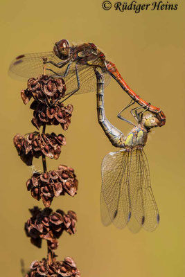 Sympetrum striolatum (Große Heidelibelle) Paarung, 14.9.2021