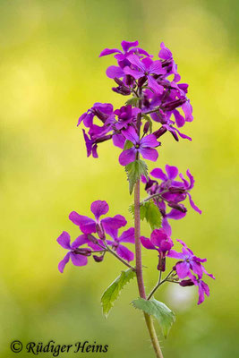 Lunaria annua (Einjähriges Silberblatt), 21.4.2020