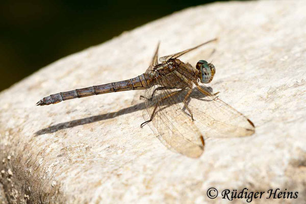 Orthetrum chrysostigma (Rahmstreif-Blaupfeil) Weibchen, 8.7.2010