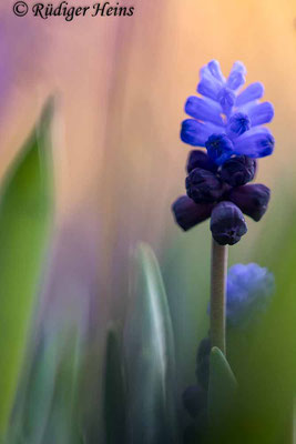 Muscari latifolium (Breitblättrige Traubenhyazinthe), 3.4.2023