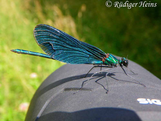 Calopteryx virgo (Blauflügel-Prachtlibelle), Männchen 25.7.2010 