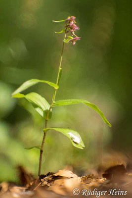 Epipactis helleborine (Breitblättrige Stendelwurz), 2.8.2016