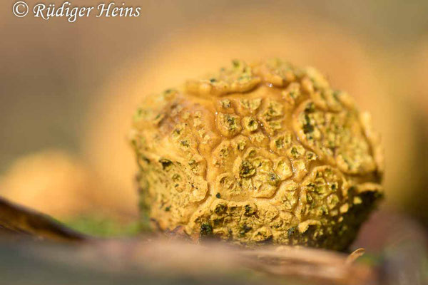 Gemeiner Kartoffelbovist (Scleroderma citrinum), 16.10.2023 - Makroobjektiv 100mm f/2.8