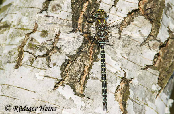 Aeshna subarctica, Hochmoor-Mosaikjungfer, Männchen