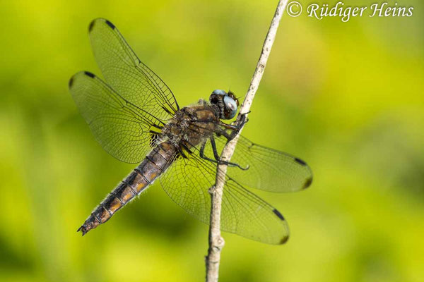Libellula fulva, Spitzenfleck, Weibchen