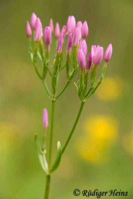 Centaurium erythraea (Echtes Tausendgüldenkraut), 10.7.2019