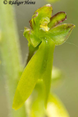 Neottia ovata (Großes Zweiblatt), 7.6.2013