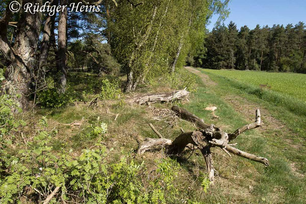Lasiopogon cinctus (Gemeiner Grauwicht) Habitat in Niedersachsen, 27.4.2025