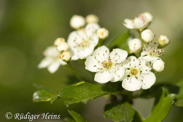 Crataegus monogyna (Eingriffeliger Weißdorn)