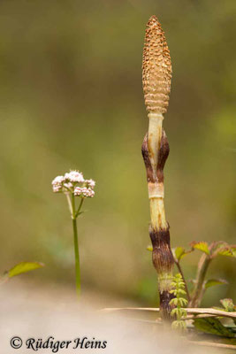 Equisetum telmateia (Riesen-Schachtelhalm), 30.4.2022