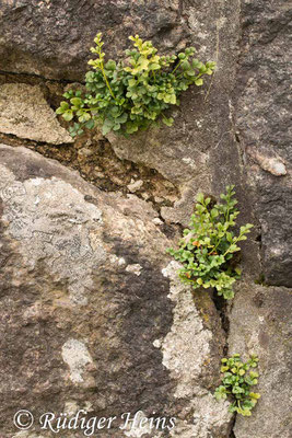 Asplenium ruta-muraria (Mauerraute), 2.9.2015