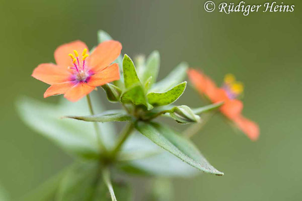 Anagallis arvensis (Acker-Gauchheil), 16.7.2023