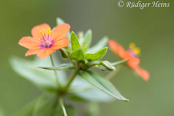 Anagallis arvensis (Acker-Gauchheil)