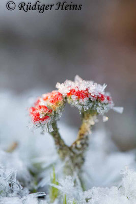 Cladonia sp., 6.2.2018