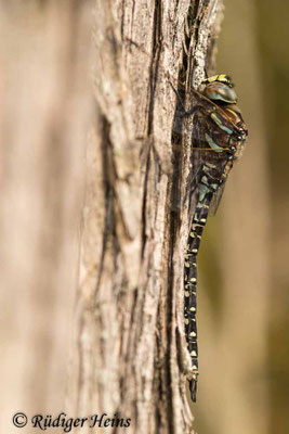 Aeshna subarctica, Hochmoor-Mosaikjungfer, Männchen