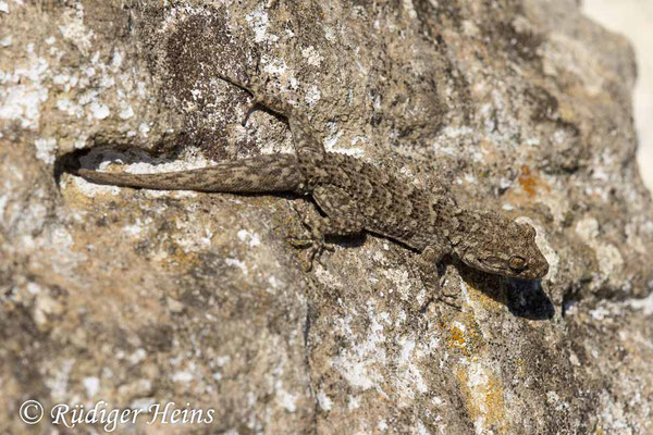 Mediodactylus kotschyi (Ägäischer Nacktfinger), 13.5.2024
