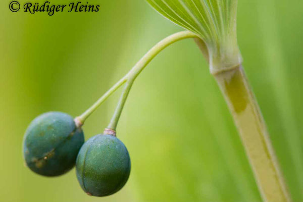 Polygonatum multiflorum (Vielblütige Weißwurz), 19.7.2023