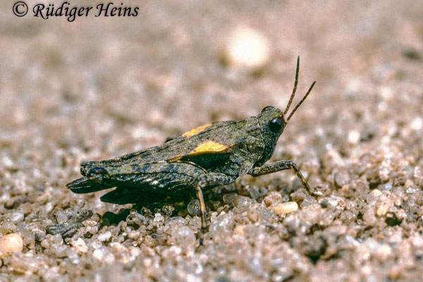 Tetrix subulata (Säbel-Dornschrecke), 29.8.1988 (Scan vom Dia)