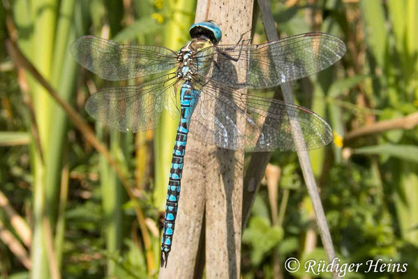 Aeshna affinis, Südliche Mosaikjungfer, Männchen
