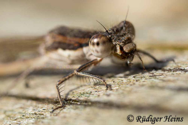 Gemeine Winterlibelle (Sympecma fusca) Portrait eines Weibchens, 29.2.2024 - Lupenobjektiv 65mm f/2.8