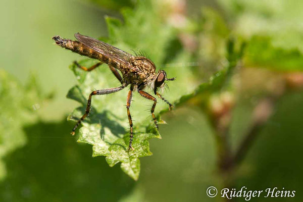 Tolmerus cingulatus (Burschen-Raubfliege) Männchen
