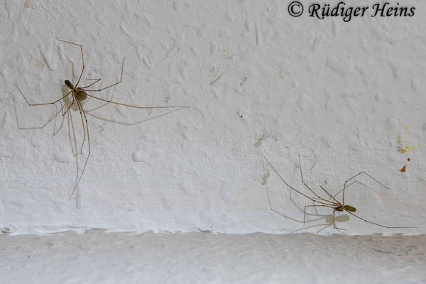 Pholcus phalangioides (Große Zitterspinne)
