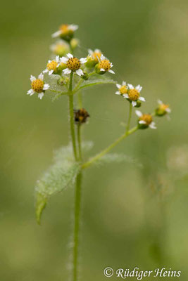Galinsoga parviflora (Kleinblütiges Franzosenkraut)
