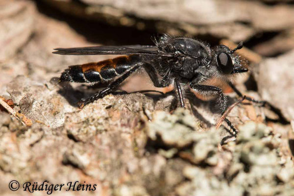 Choerades gilva (Karminrote Mordfliege) Weibchen, 7.7.2020