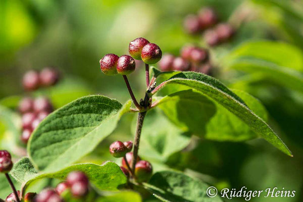 Lonicera xylosteum (Rote Heckenkirsche), 24.6.2020