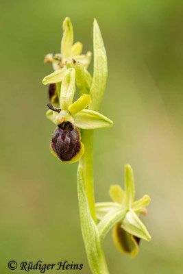 Ophrys araneola (Kleine Spinnen-Ragwurz), 3.5.2015