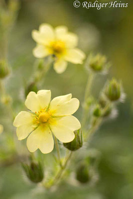 Potentilla recta (Hohes Fingerkraut), 11.7.021