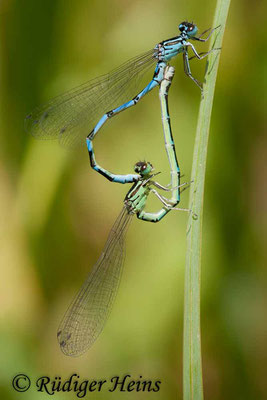 Coenagrion ornatum (Vogel-Azurjungfer) Paarung, 2.6.2011