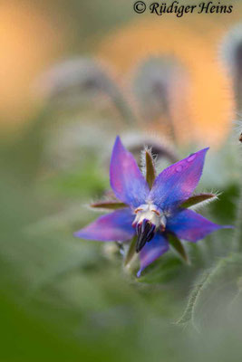 Borretsch (Borago officinalis), 21.11.2021 - Makroobjektiv 100mm f/2.8