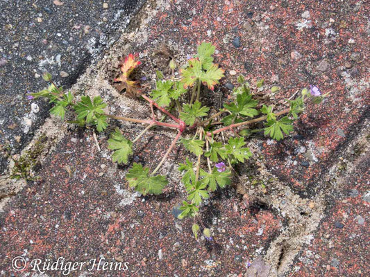 Kleiner Storchschnabel  (Geranium pusillum), 11.6.2025 - OM System Tough TG-7