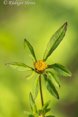 Bidens frondosus (Schwarzfrüchtiger Zweizahn)