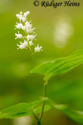 Maianthemum bifolium (Zweiblättrige Schattenblume), 23.5.2017