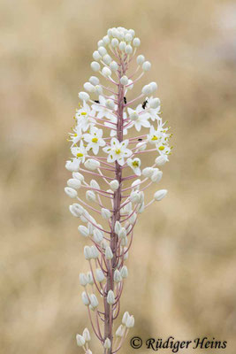 Drimia maritima (Weiße Meerzwiebel)