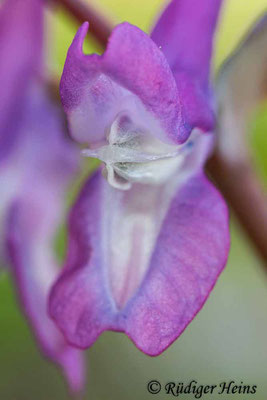 Hohler Lerchensporn (Corydalis cava), 6.4.2023 - Lupenobjektiv 65mm f/2.8