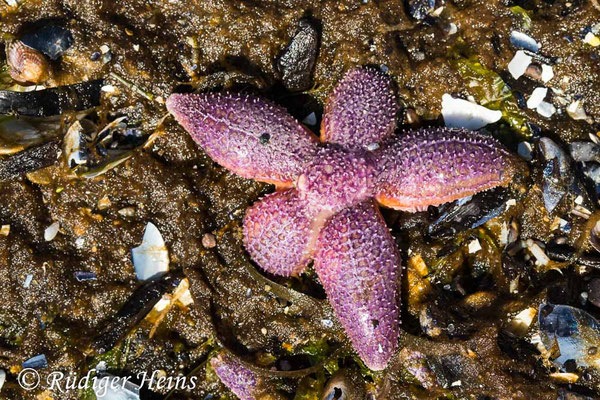 Asterias rubens (Gemeiner Seestern), 4.6.2021