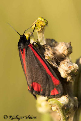 Tyria jacobaeae (Jakobskrautbär oder Blutbär), 26.6.2020