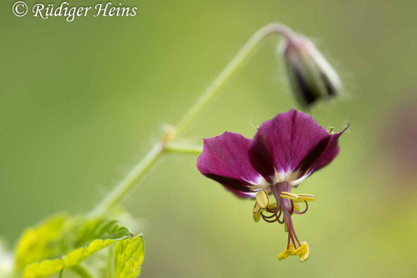 Geranium phaeum (Brauner Storchschnabel), 21.4.2024